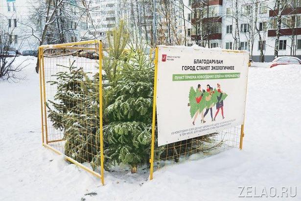 В Старом Крюкове продолжается акция «Елочный круговорот»