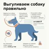 Правила содержания и выгула собак