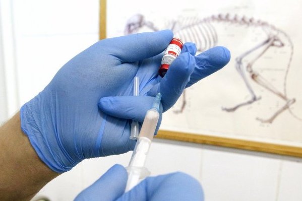 В районе Старое Крюково откроются пункты бесплатной вакцинации животных от бешенства