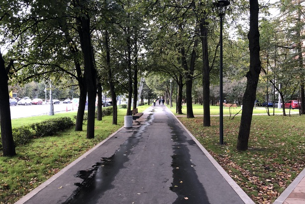 На Центральном проспекте появятся новые насаждения