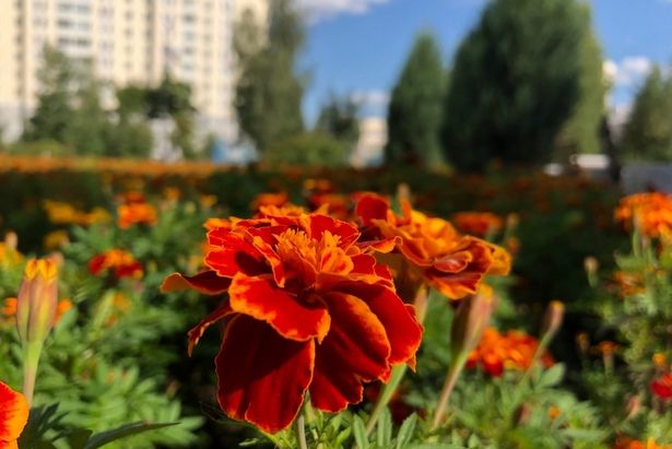 В связи с аномальной жарой зеленоградские цветники поливают два раза в день