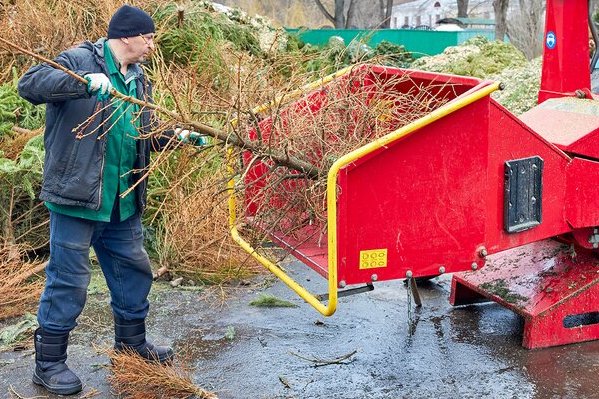 В Старом Крюково организуют четыре пункта приема новогодних елок на переработку