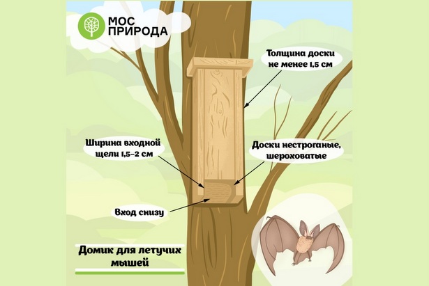 Мосприрода предлагают горожанам  помочь в подготовке  домиков для летучих мышей