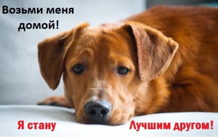 Зеленоградцев приглашают принять участие в акции по устройству животных из приютов в хорошие руки 