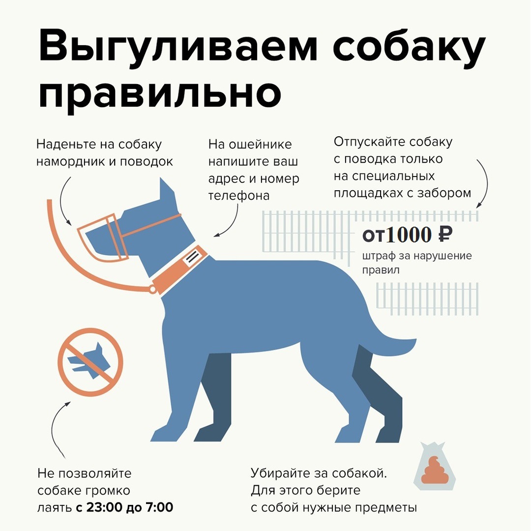 Выгул 2.jpeg