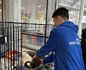 Зеленоградские молодогвардейцы помогли в организации и проведение выставки животных из приюта