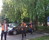 Коммунальщики Старого Крюково занимаются обрезкой кустарников и восстановлением газонов