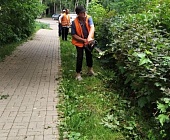 Коммунальщики Старого Крюково занимаются обрезкой кустарников и восстановлением газонов