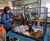 Шесть питомцев Зеленоградского муниципального приюта обрели новый дом