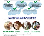 В Центральном федеральном округе осложнилась эпизодическая ситуация по бешенству